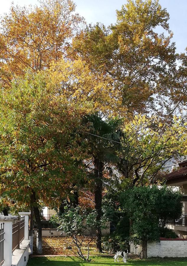 Polikarpi "The Plane Trees" 빌라 외부 사진
